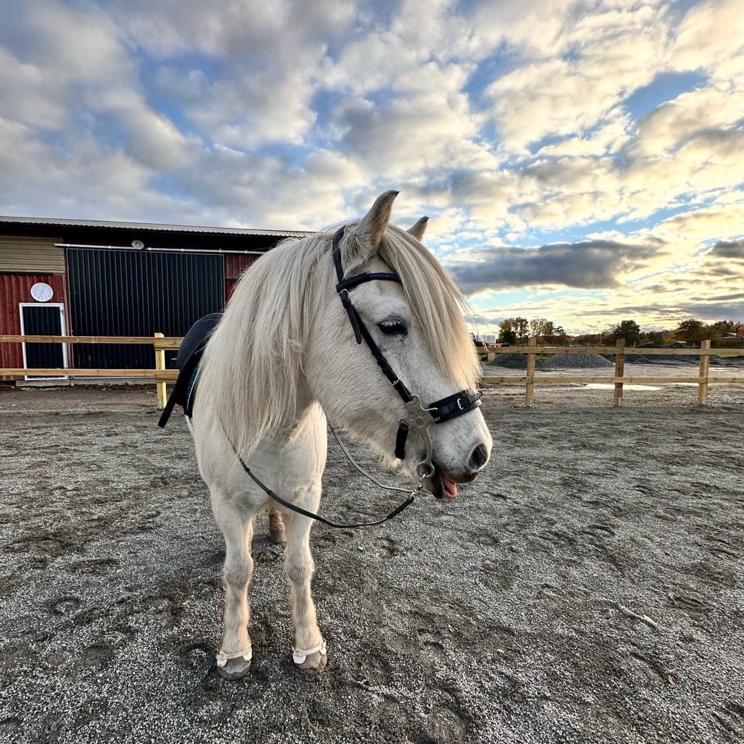 Image 1 of Suđri från gröna gången