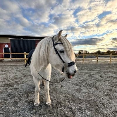 Suđri från gröna gången