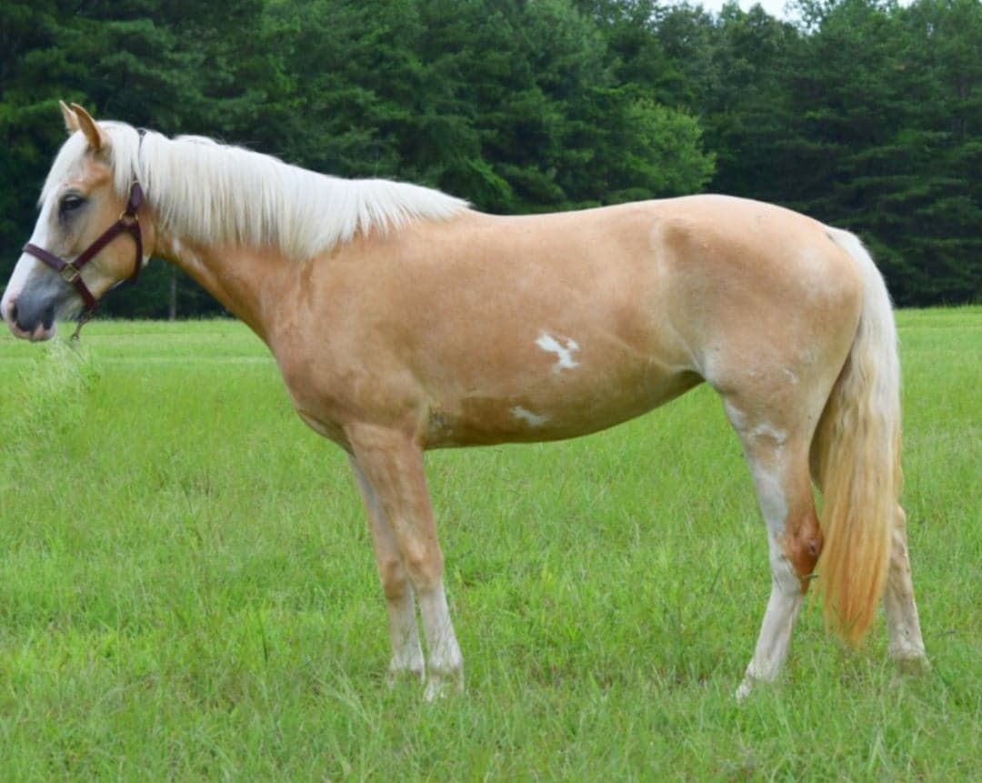 Bild 1 av Belgium filly dolly