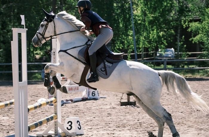 Media 1 of Caherlistrane Oscar