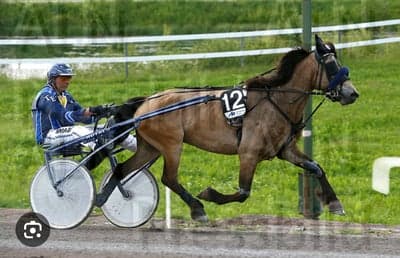 Inlägg 4 av Trav med titeln trolle när han gick på travet❤️