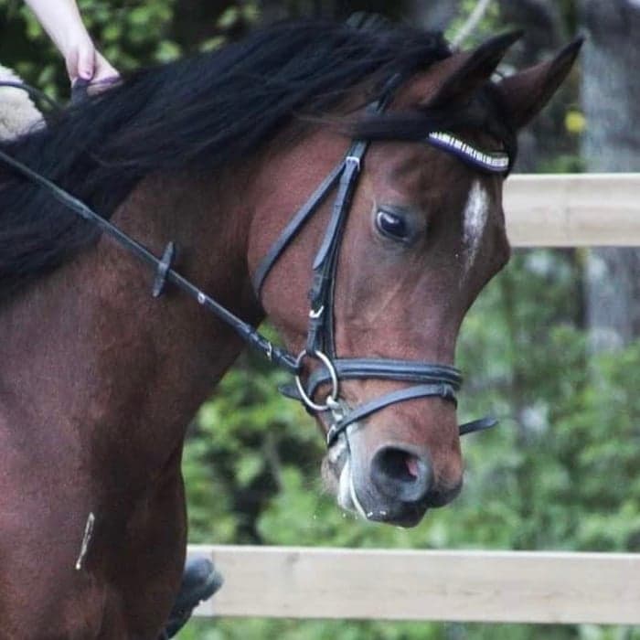 Media 1 av Naples Princess