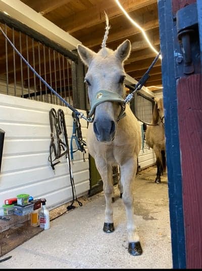 Inlägg 44 av Ponnytrav med titeln Hästisar 