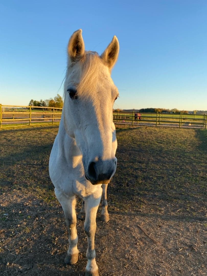 Image 1 of New line sammy