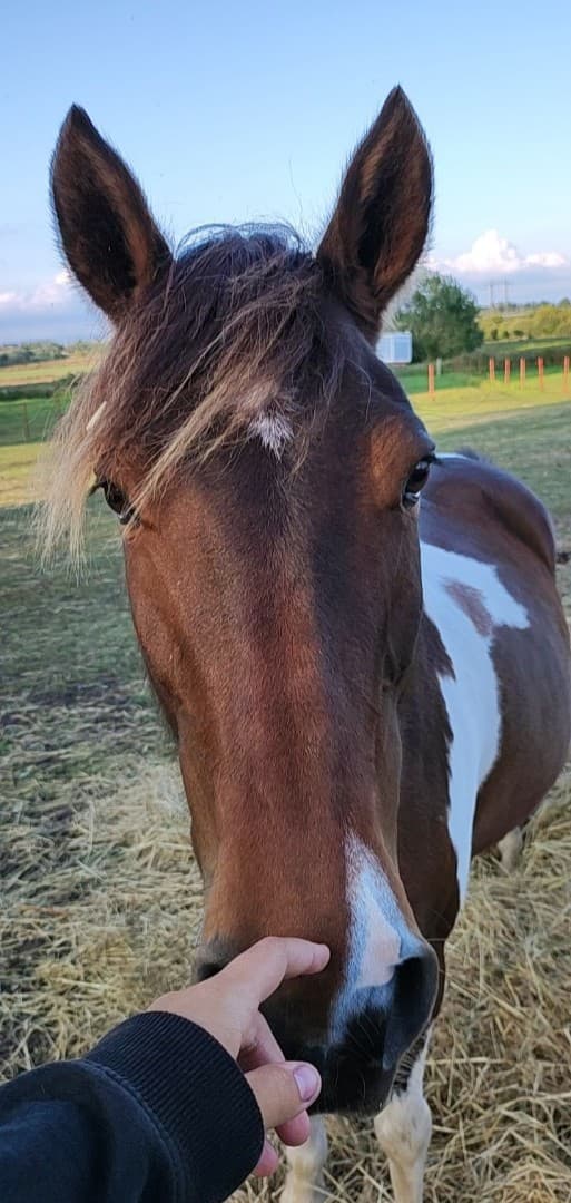 Image 1 of Trixie