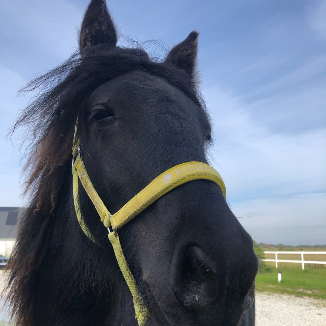 Bild 1 av Västenvindes Franice