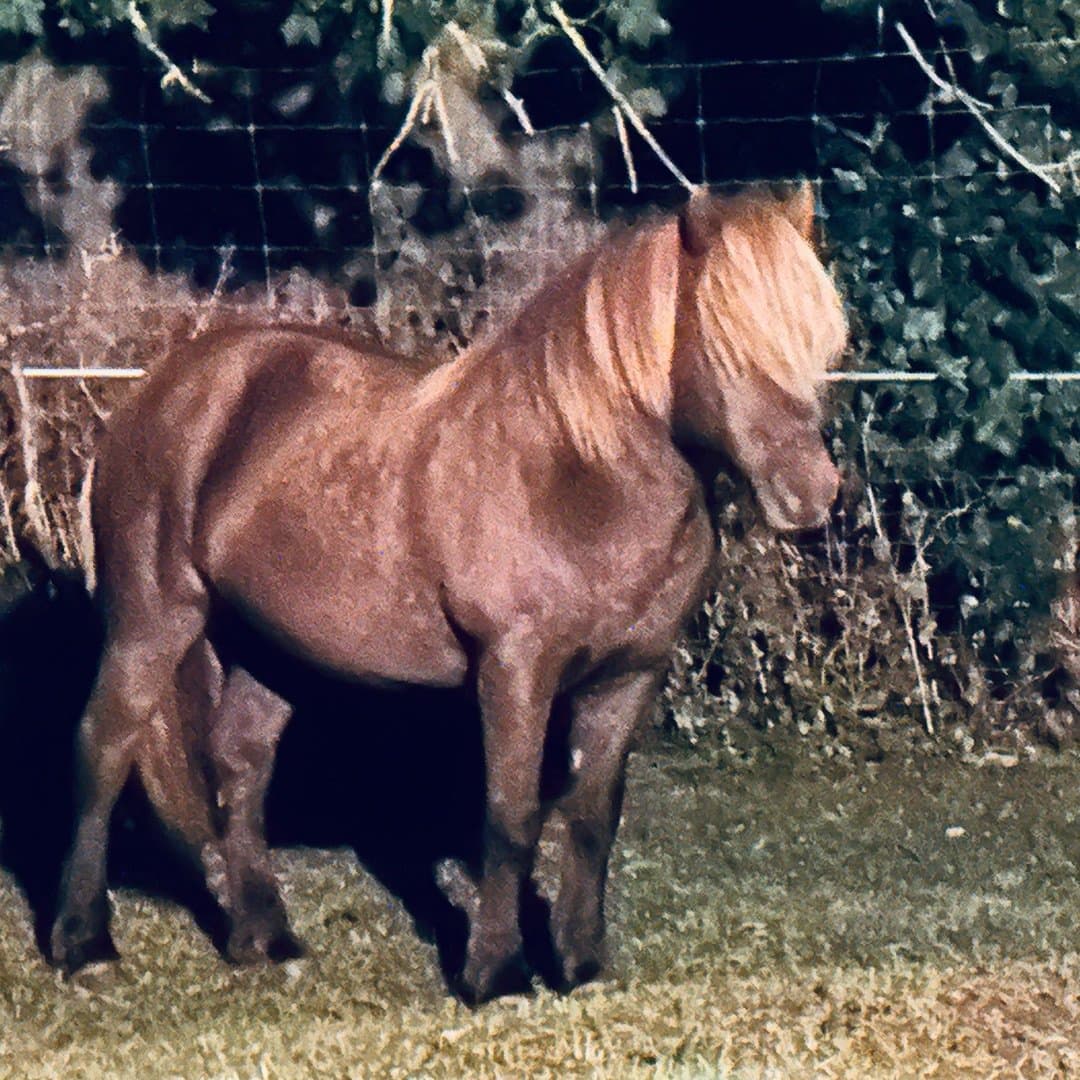 Bild 1 av Stefnir frá sölvholti