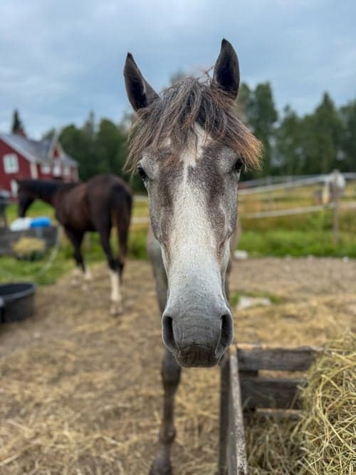 Bild av Otroligt trevlig åring 