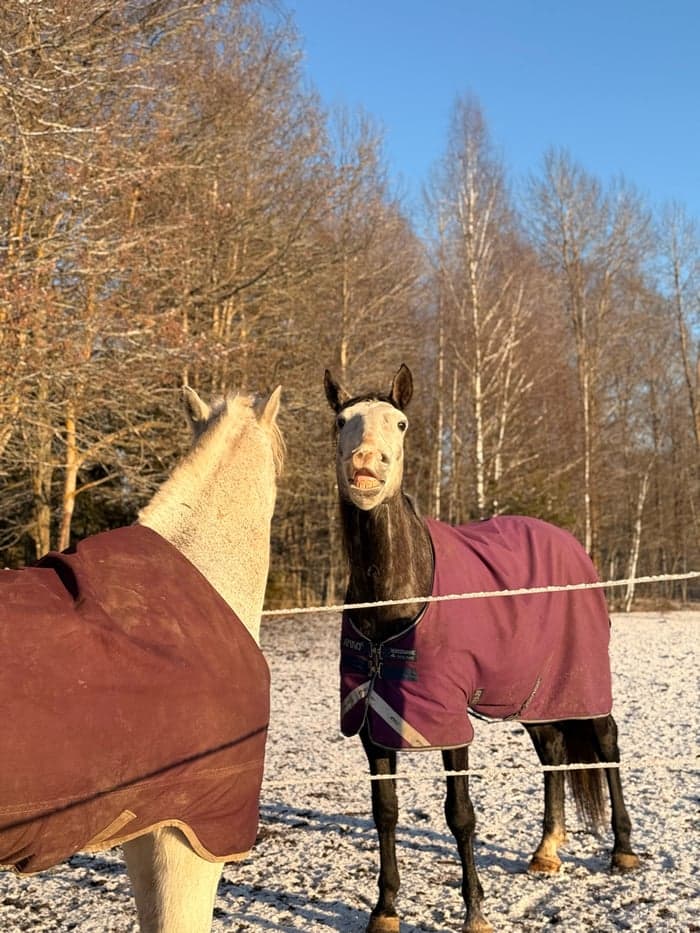 Media 8 of Piri Piri