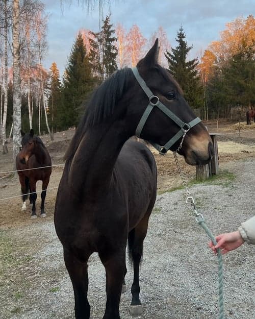 Bild av Snäll 3 åring med potential!