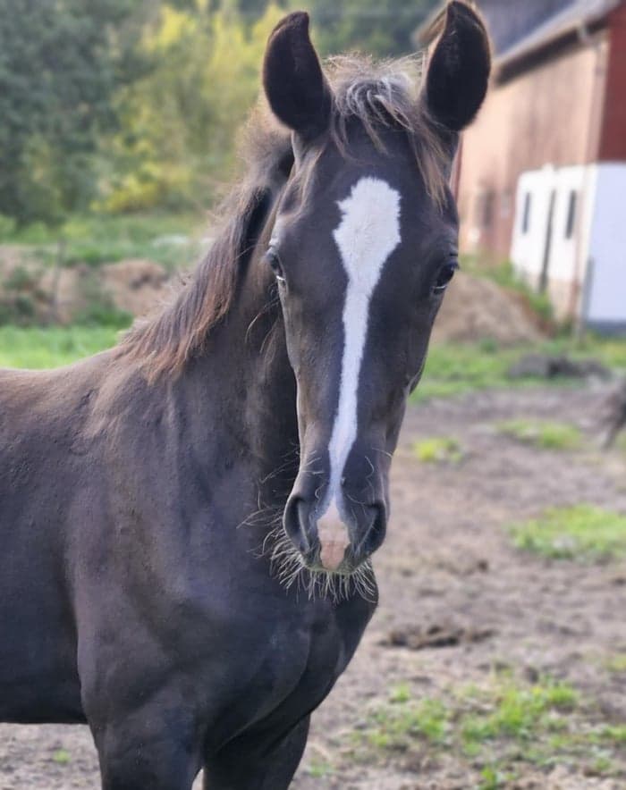 Media 8 av Hingst med utstrålning och framtiden för sig!