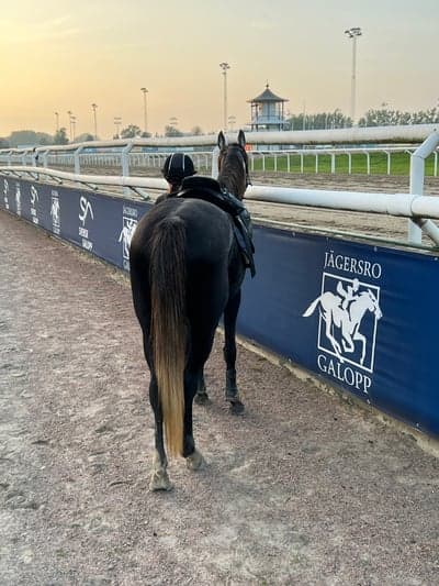 Inlägg 21 av Ponnygalopp