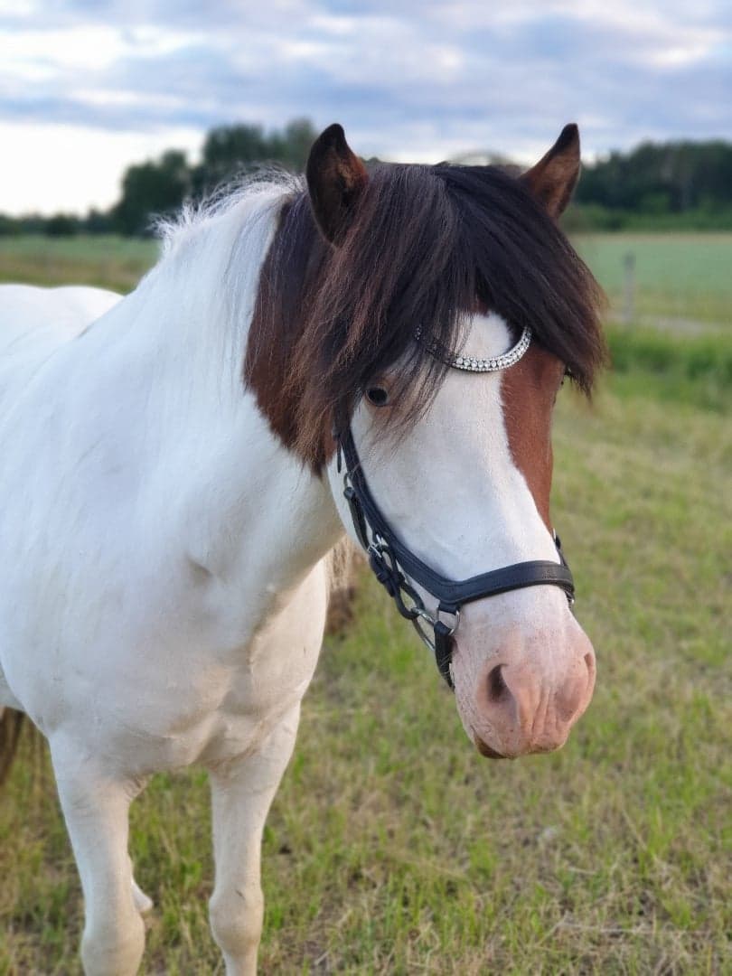 Bild 1 av Hrísla från Österlisa