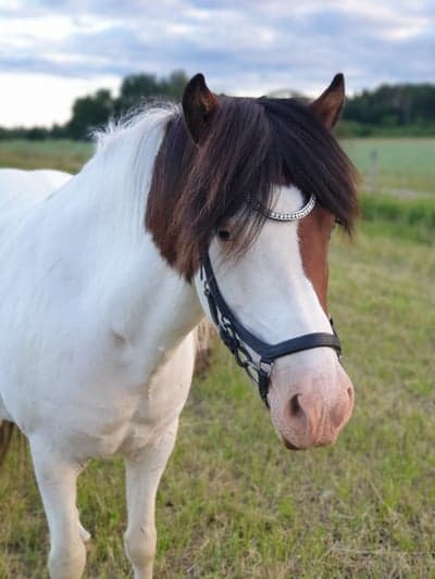 Hrísla från Österlisa