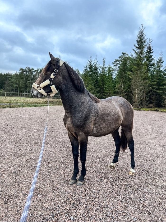 Media 1 av Rebellion