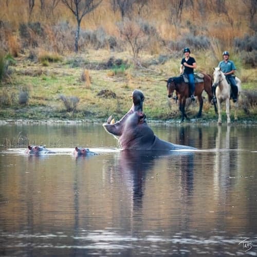 Ridsafari vattenritter & bushliv – 7 nätter i Sydafrika