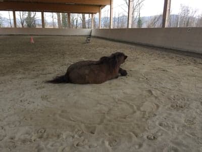 Inlägg 12 av Trickridning med titeln Gladur älskade att rulla sig i sanden ☺️