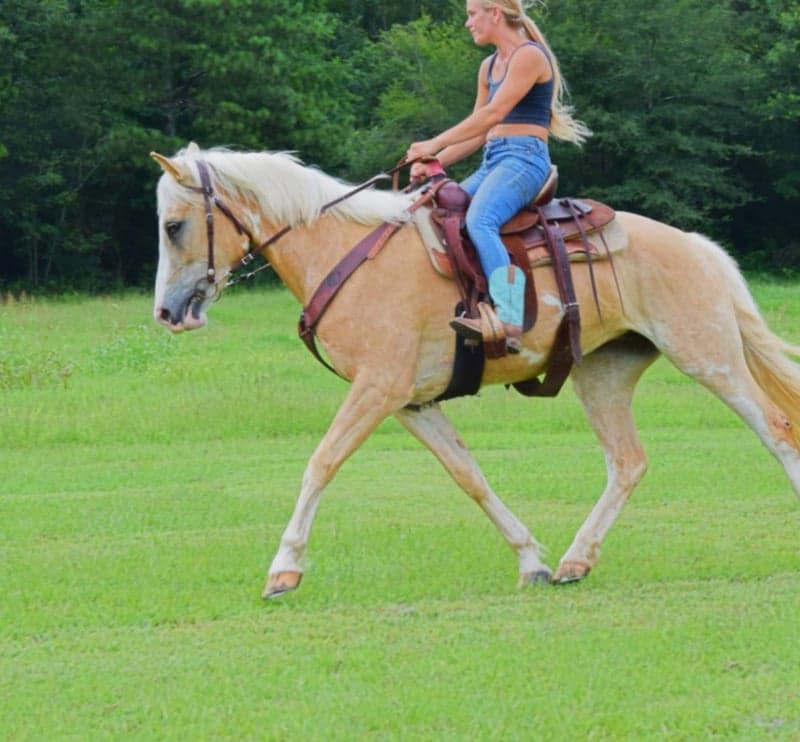 Bild 4 av Belgium filly dolly