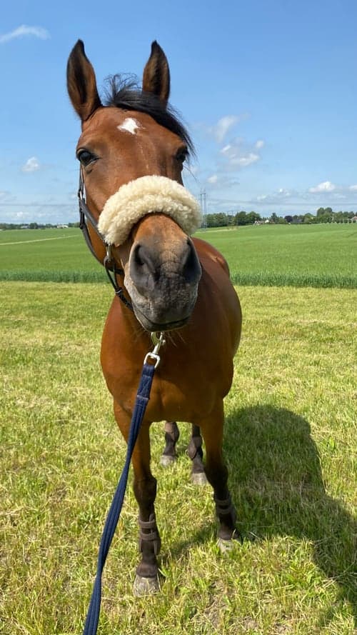 Bild av Fantastiskt sött sto