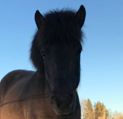 Media 1 av Fenja från fagerland