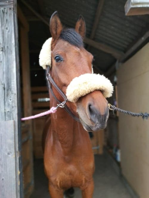 Bild av 6åringt sto