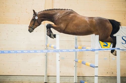 Image of Vänligt, lydigt sto