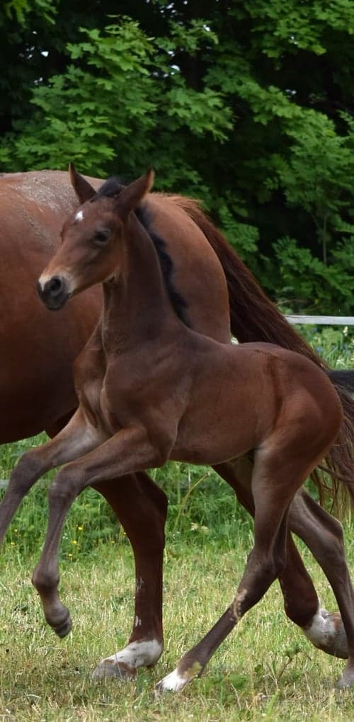 Image of Snygg valack med utstrålning & härlig uppsyn av mindre modell!