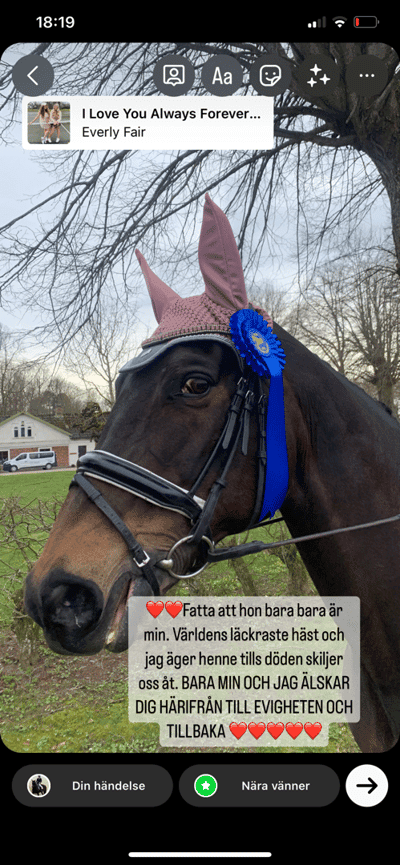 Inlägg 9 av Varmblodig ridhäst