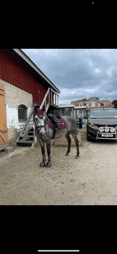 Post 3 of Konik Polski with title FRISKFÖRKLARAD 