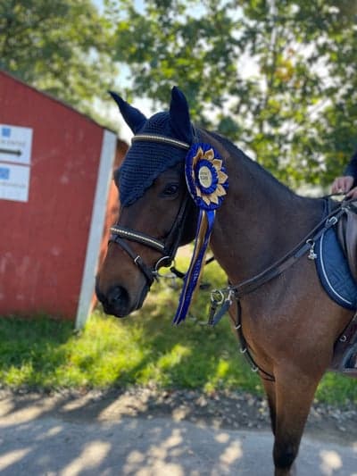 Inlägg 149 av Hoppning