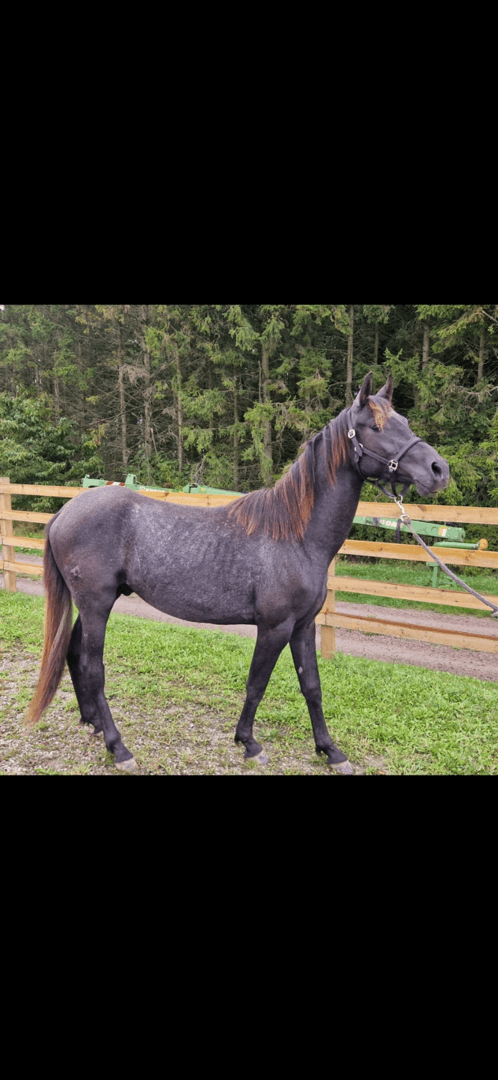 Bild 1 av Gyllens Zanto