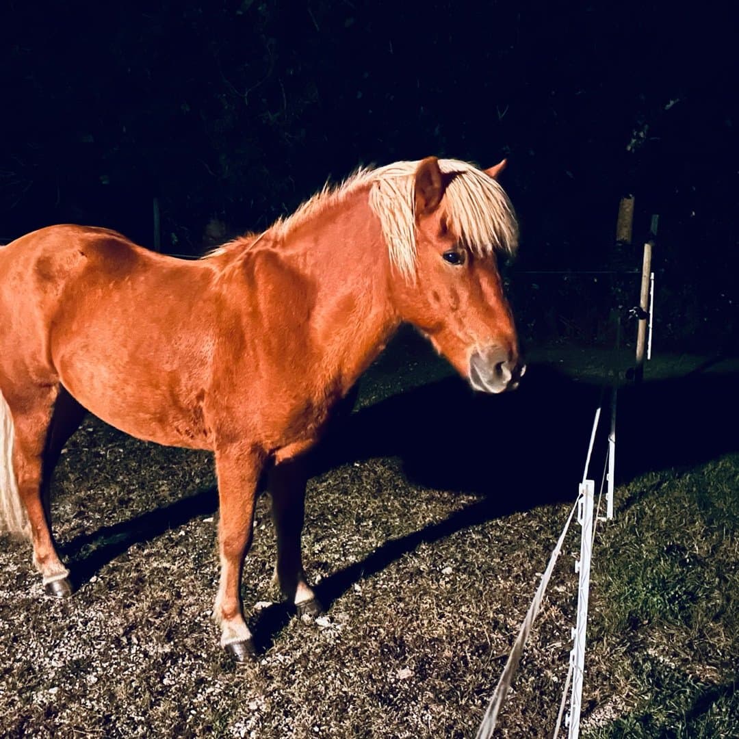 Bild 1 av Tumi från Austre