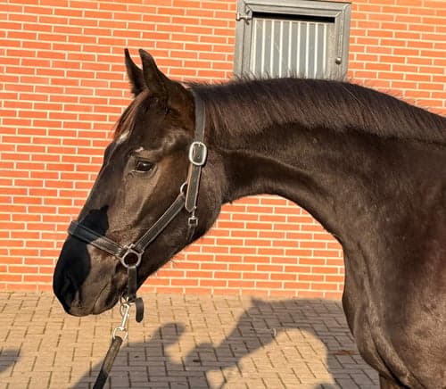 Bild av Lovande 3-årig dressyrsto – Sir Elton x San Amour