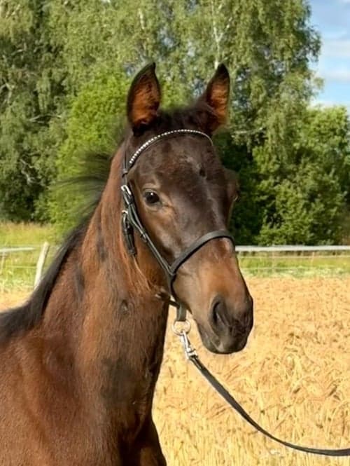 Bild av Hopp- allround- fälttävlan e Olympus-Most Welcome xx