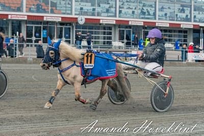 Inlägg 26 av Trav med titeln Ponnytrav 