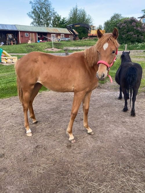 Bild av 1 årig quartersto 