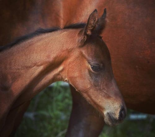 Image of Fantastiskt spänstig & rörlig valack med mycket god exteriör