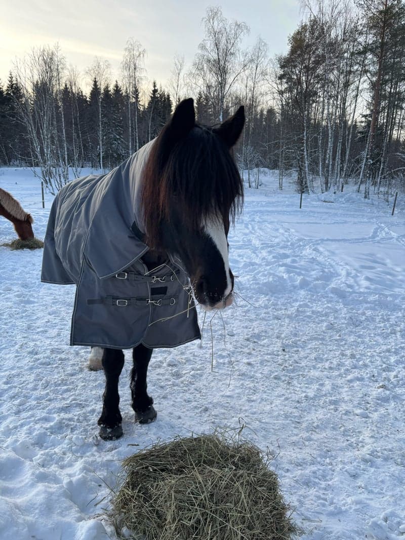 Bild 2 av Midgårds Viking