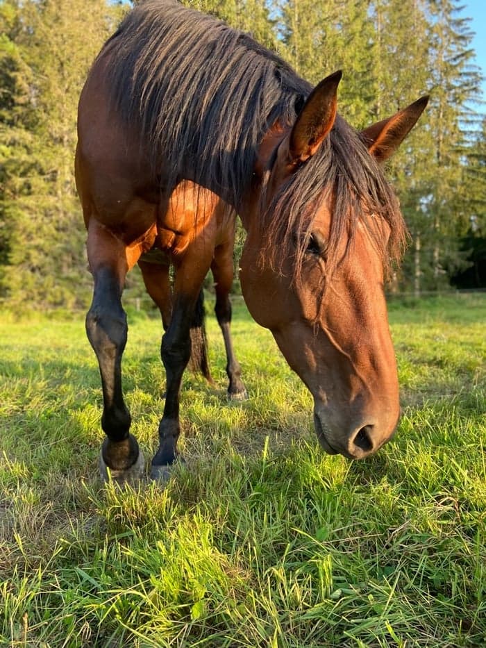 Media 1 av Divine Destiny