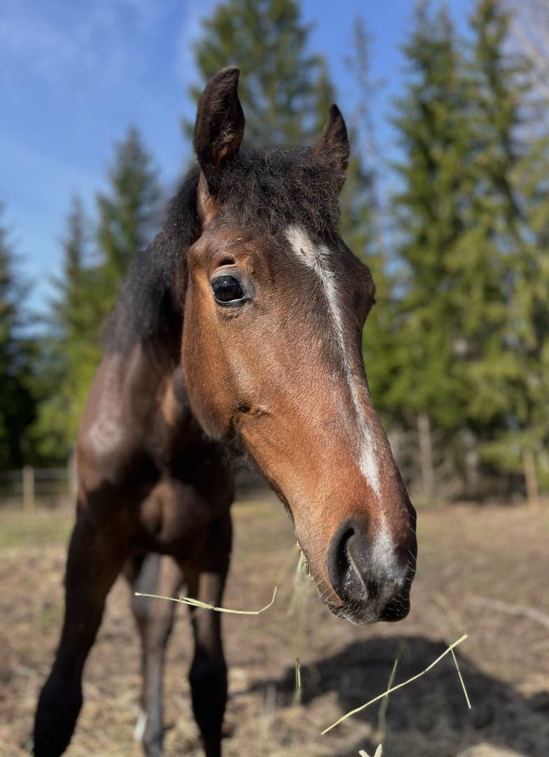 Bild 2 av SWB valack e. Gamelus R
