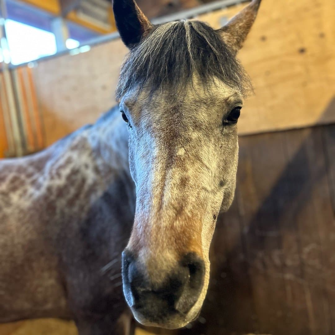 Bild 1 av Bastubackens Norah