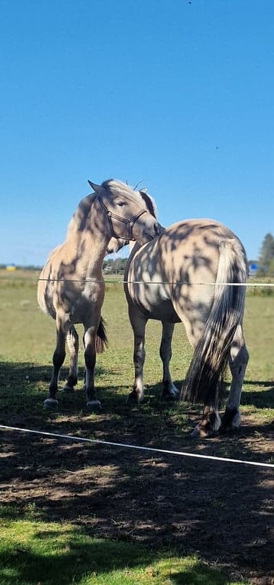 Inlägg 4 av Fjordhäst