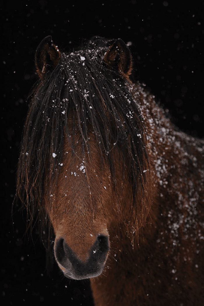 Media 1 of Qveiars Anoosheh Behroukh