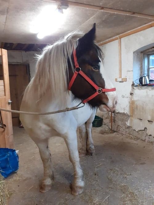 Bild av Charmigt projekt