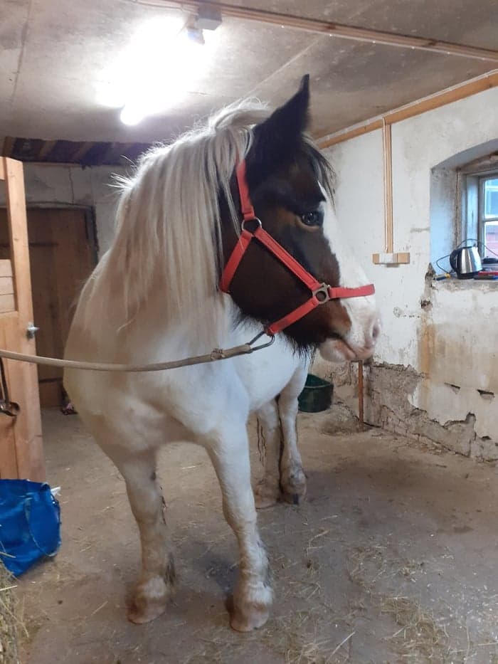 Media 5 av I'm magic