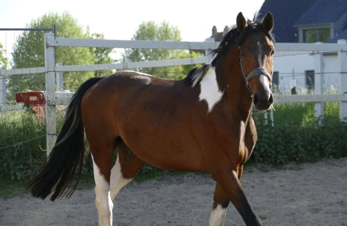 Media 5 av Imperio A