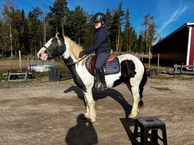 Post 1 of Gypsy Horse with title 🖤🤍VÄLKOMMEN TAURMORE OREO SHAKE 🖤🤍