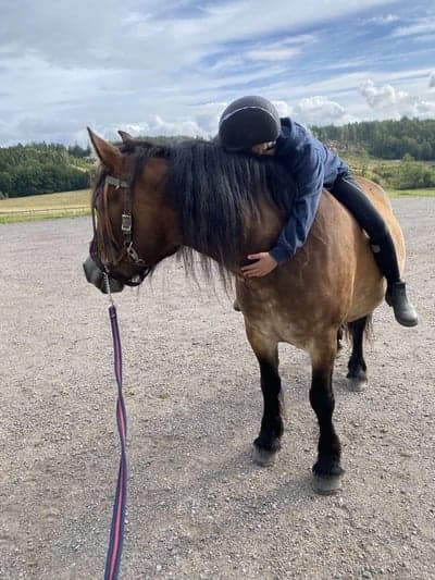 Post 14 of North Swedish Horse with title D va ja och Wizla igår när ja red upp ifrån hagen❤️