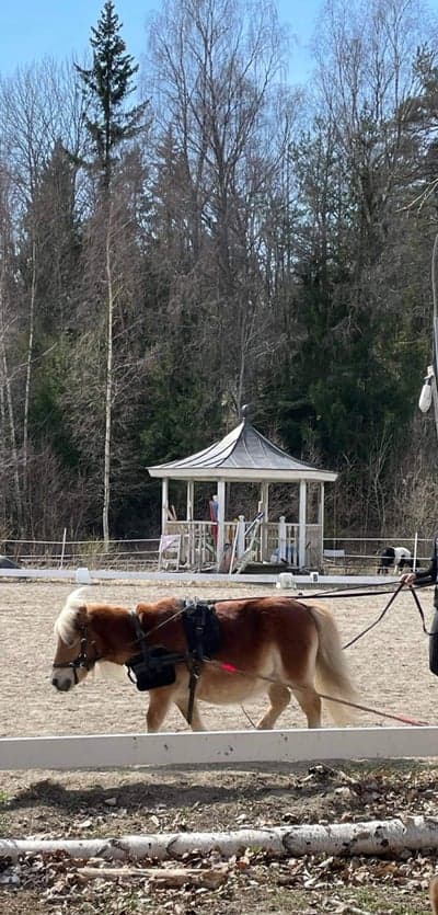 Inlägg 18 av Allround med titeln Nån måste ju harva ridbanan tydligen…