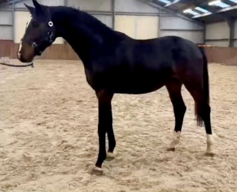 Bild 1 av Extraordinär valack